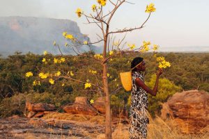 North x Marrawuddi x Injalak Stone Country Collection